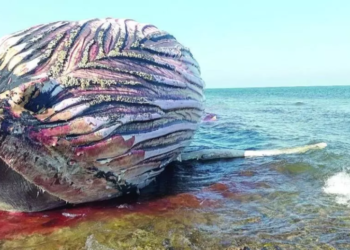 السلطات العمانية تحقّق في نفوق حوت من نوع نادر ومهدّد بالانقراض في بحر العرب
