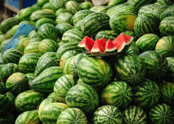 عُمان: توضيح كميات من البطيخ والشمام التالف.. ودعوة لدعم المزارع العماني