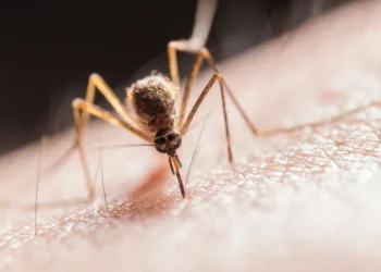 بريطانيا ترصد فيروس غرب النيل لأول مرة في بعوض