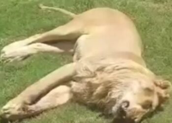 العراق.. أسد يفتك بمربيه داخل منزله في الكوفة (فيديو)