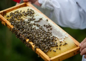 بجهاز حجمه رشة ملح.. الصين تحوّل النحل إلى “أداة تجسس”