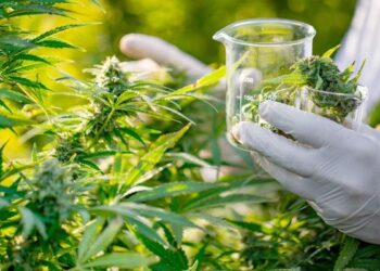 استخدام القنب للعلاج.. دراسة تحذر من “جنون العظمة”