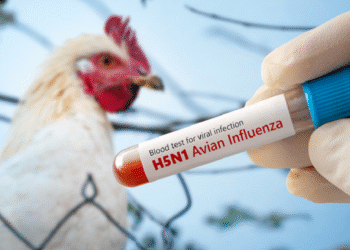 إيران تبلغ عن حالة لتفشي إنفلونزا الطيور بين الدواجن شمال البلاد